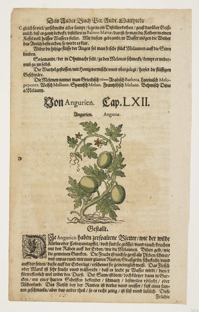 Von Angurien，摘自 Commentarii in Sex Libros Pedacii Dioscoridis 作者 彼得罗·安德里亚·马蒂奥利（Pietro Andrea Mattioli）