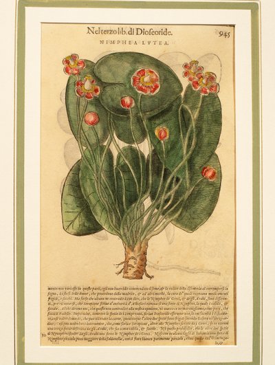 黄睡莲（Nymphaea lutea），彩色雕版画 作者 彼得罗·安德里亚·马蒂奥利（Pietro Andrea Mattioli）