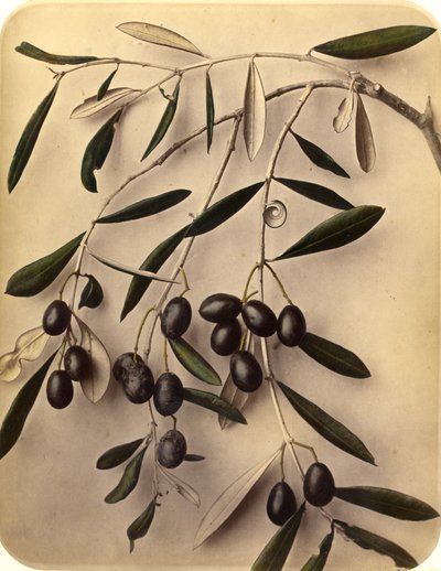 橄榄，1870年代（蛋白打印） 作者 彼得·吉迪（Pietro Guidi）