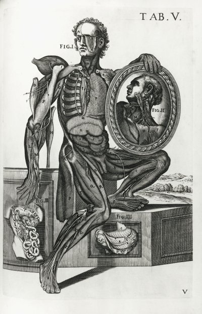 解剖桌子上的板5 作者 Pietro da Cortona