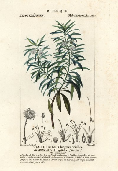 地球雏菊, Globularia salicina 作者 求求求求