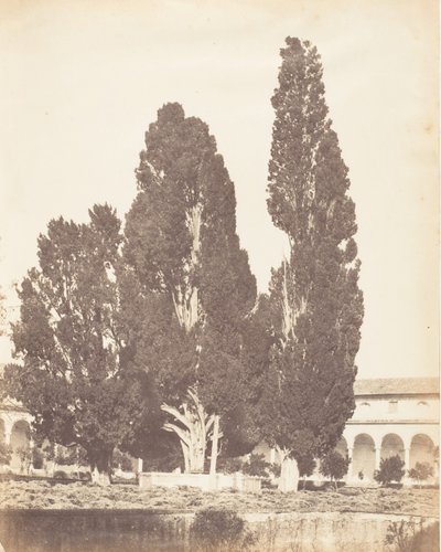 Carthusian Convent的老柏树，罗马，1853-56。 作者 可能由 Jane Martha St. John 撰写。