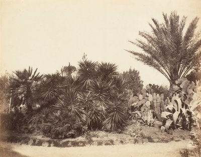 平西亚花园，罗马，1853-56。 作者 可能由 Jane Martha St. John 撰写。