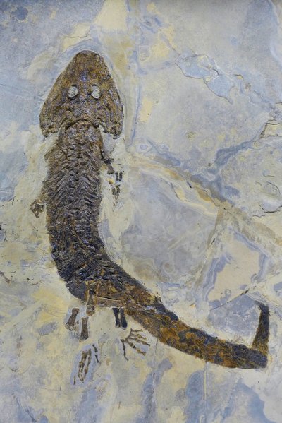 二叠纪两栖动物 Sclerocephalus sp 的化石足迹（实物） 作者 史前史前