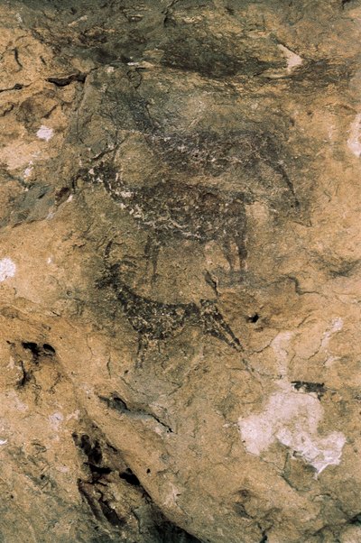 Mesolithic Rock Art: Deer and Goats (8000-7000 BC), Spain, Bicorp, La Arana Cave (painting) 作者 史前史前
