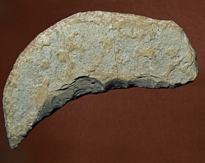 Prehistoire: chopper type tool of lithic manufacture of Kjokkenmoddinger, denmark. Paleolithic. Verone, Museo Civico di Storia Naturale, Italy 作者 史前史前