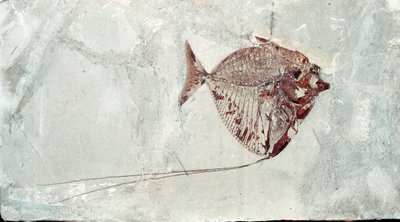 史前史：来自意大利博尔卡山遗址的 Mene Rhombea 鱼化石。 始新世时期。 Museo Civico di storia naturale，米兰 作者 史前史前
