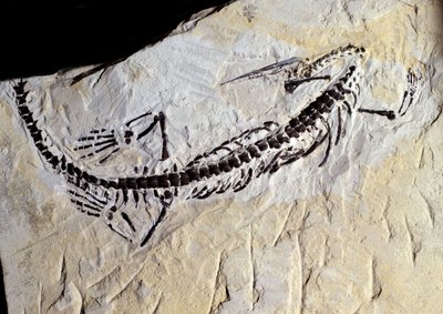 Prehistory: Mesosaurus fossil, Paleozoic era, Permian periodo. Meet in Minas Gerais, Brazil. 作者 史前史前