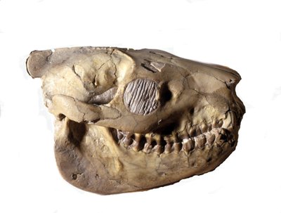 史前史：Oreodon 的头骨（或 Merycoidodon），恐龙。 新生代，渐新世。 发现于美国南达科他州。 作者 史前史前