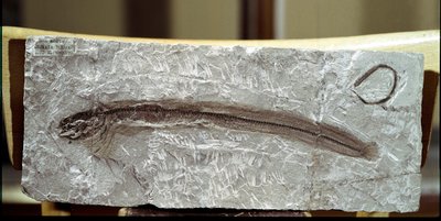 史前史：来自意大利博尔卡山遗址的鱼化石 Eomirus Formosissimus。 始新世时期。 米兰市民自然历史博物馆 作者 史前史前