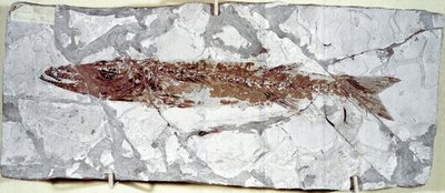 史前：来自博尔卡山遗址（意大利）的鱼类化石Sphyraena Bolcensis。始新世时期。米兰公民自然博物馆 作者 史前史前