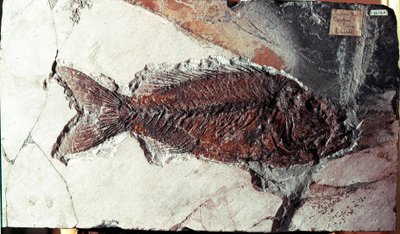史前史：来自意大利博尔卡山遗址的 Sparnodus Elongatus 鱼化石。 始新世时期。 Museo Civico di storia naturale，米兰 作者 史前史前