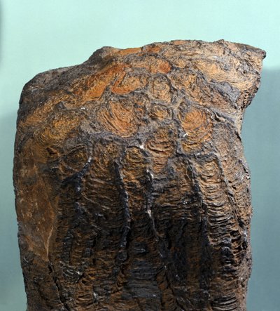 Prehistory: fossil of Stromatolite (or stromatolith), marine rock, archeozoic era. found in Mauritania. 作者 史前史前