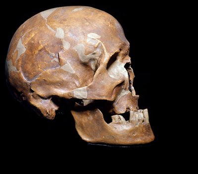 史前史：来自 Chancelade（多尔多涅省）的智人（Cro-magnon 人或 Cro magnon 或 Cromagnon 人）的头骨化石。 旧石器时代晚期的抹大拉文化。 公元前 15,000 年。 米兰自然历史市民博物馆 - 史前史：化石智人 Cro-Magno 作者 史前史前