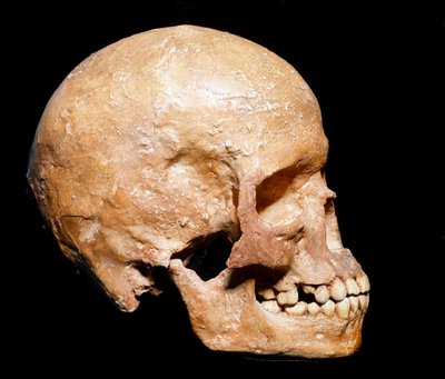 史前史：来自格里马尔迪的智人头骨化石。 Aurignacian 文化，旧石器时代晚期。 Museo Civico di Storia Naturale，米兰 - 史前史：来自文蒂米利亚（意大利）格里马尔迪的智人头骨化石。 Aurignacian 文化，旧石器时代晚期 作者 史前史前