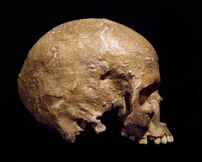 史前史：来自格里马尔迪的智人头骨化石。 Aurignacian 文化，旧石器时代晚期。 Museo Civico di Storia Naturale，米兰 - 史前史：来自文蒂米利亚（意大利）格里马尔迪的智人头骨化石。 Aurignacian 文化，旧石器时代晚期 作者 史前史前