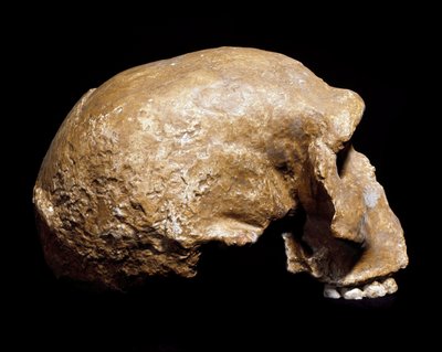 史前史：1933 年在 Steinheim an der Murr（德国）发现的前尼安德特人（Homo steinheimensis 或 Homo heidelbergensis）的头骨化石。旧石器时代晚期。 年龄从 350,000 到 250,000 年。 Museo Civico di Storia Naturale，米兰 - Prehisto 作者 史前史前