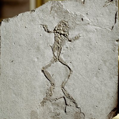 史前史：来自西班牙Pueyoi da Tervel 遗址的青蛙化石。 中新世时代。 米兰市民自然历史博物馆 作者 史前史前