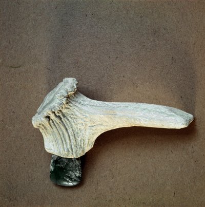史前史：来自利古里亚Pollera (Finale Ligure) 洞穴的带鹿角柄的绿色石斧。 新石器时代中期，石器时代。 Genes, museo di archeologia ligure 作者 史前史前