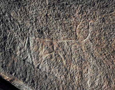 史前史，岩画：代表牛的严肃岩石。 塔兹娜风格。 石器时代 5000-2000 BC。 Taghit，Haut 高原 du Hoggar (Ahaggar)，阿尔及利亚 作者 史前史前