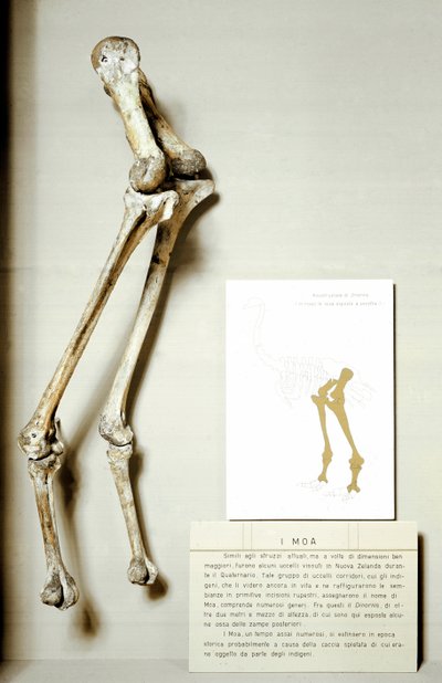 史前：Moa Dinornis的腿部骨架，新西兰的巨型鸟类化石，不会飞。白垩纪时期。米兰公民自然博物馆 作者 史前史前