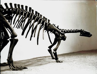 史前史：弯曲龙恐龙（Camptosaurus Brownie）的骨架。 上侏罗纪时期。 Museo Civico di storia naturale，米兰 作者 史前史前