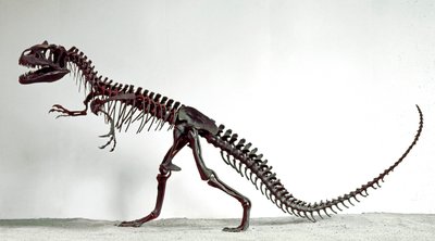 史前史：恐龙异特龙的骨骼。 上侏罗纪时期。 Museo Civico di storia naturale，米兰 作者 史前史前