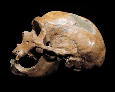 史前史：圣人教堂 (Chapelle aux Saints)、尼安德特人 (Neanderthal or Neandertal: Homo sapiens)、旧石器时代的头骨。 1908 年在科雷兹重聚。 Museo Civico di Storia Naturale，米兰 - 史前史：来自拉的人类头骨 作者 史前史前