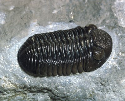 史前：三叶虫Phacops Rana化石（节肢动物）。古生代的时代，泥盆纪时期。在美国俄亥俄州发现 作者 史前史前