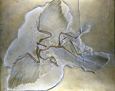 原始鸟类被称为Archaeopteryx。在巴伐利亚州的上侏罗纪页岩中，已经发现了完整的化石。 作者 史前史前