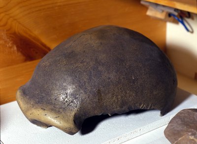Skull of the Neanderthal Man, discovered in Germany in 1856. 作者 史前史前