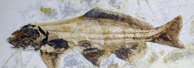 鲟鱼化石足迹，下白垩纪（实物） 作者 史前史前