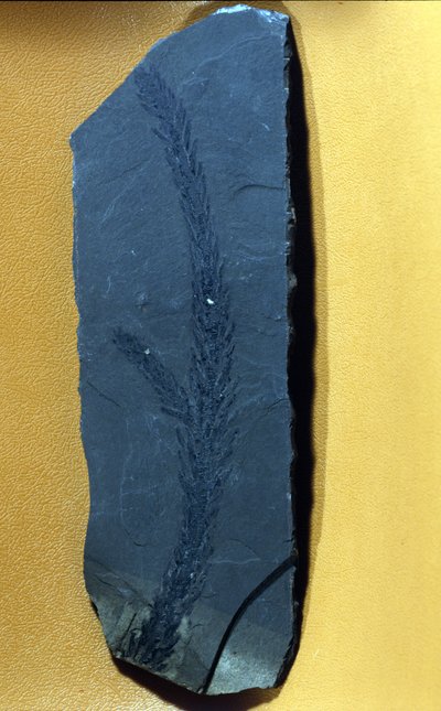史前：Glyptolepsis keuperiana，上三叠纪、中生代的针叶树化石。 作者 史前史前
