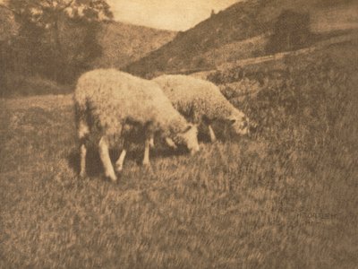 摄影机工作：绵羊，1906年。 作者 汉斯·沃策克教授