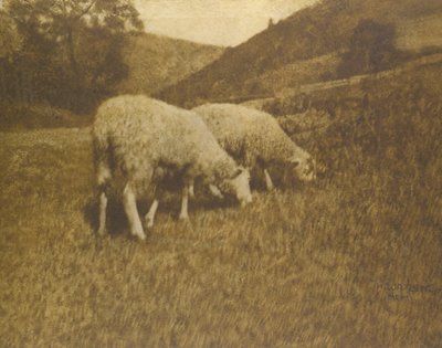 绵羊，1901年。 作者 汉斯·沃策克教授