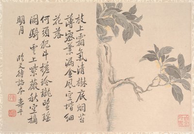 决明子树（册页；纸本水墨和彩色） 作者 清代中文学校