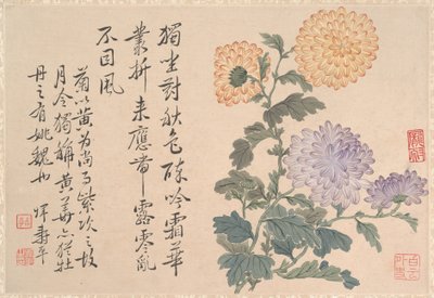 菊花（册页；纸上水墨和色彩） 作者 清代中文学校