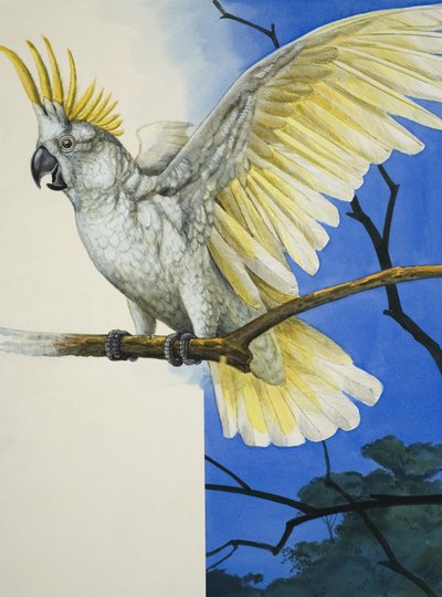 硫冠凤头鹦鹉（纸上水粉画） 作者 RB戴维斯