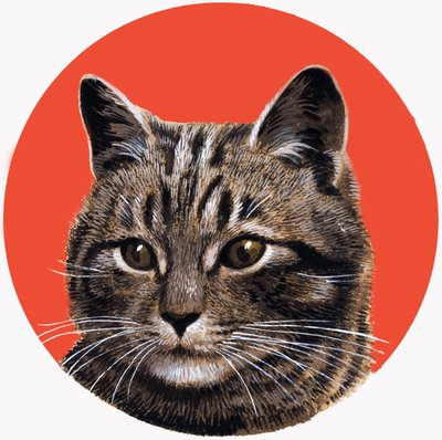 虎斑猫，选自《宝藏 作者 RB戴维斯