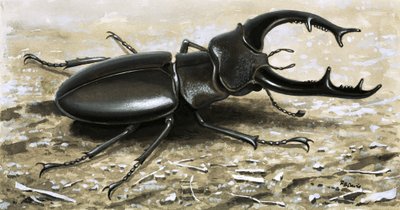 鹿甲虫 作者 RB戴维斯