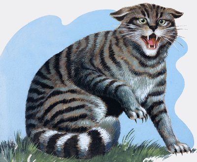 野猫，选自《宝藏 作者 RB戴维斯