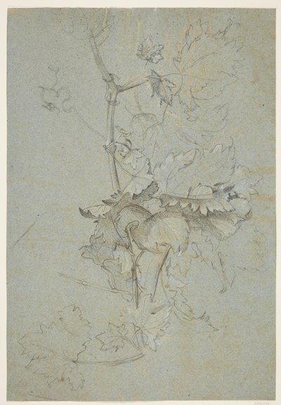 植物研究 作者 Rachel Ruysch