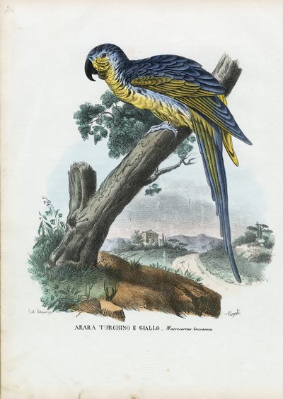 蓝黄金刚鹦鹉，1863-79 作者 雷蒙多·彼得罗亚