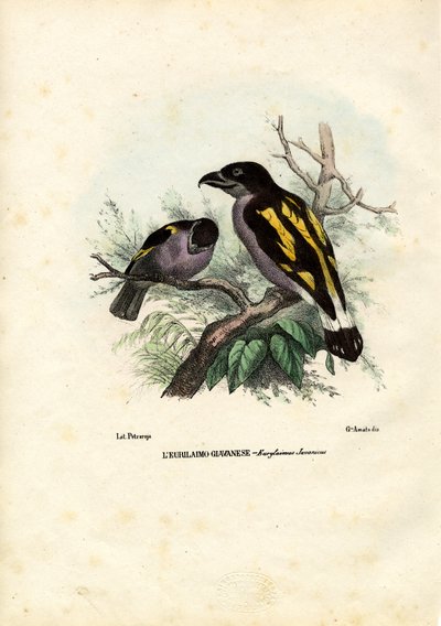Broadbills，1863-79 作者 雷蒙多·彼得罗亚
