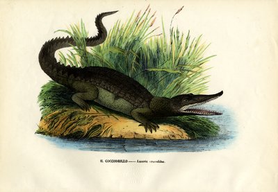 凯门鳄，1863-79 作者 雷蒙多·彼得罗亚