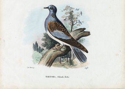 欧洲斑鸠，1863-79 作者 雷蒙多·彼得罗亚