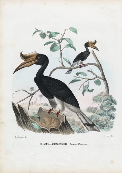 伟大的犀鸟，1863-79 作者 雷蒙多·彼得罗亚