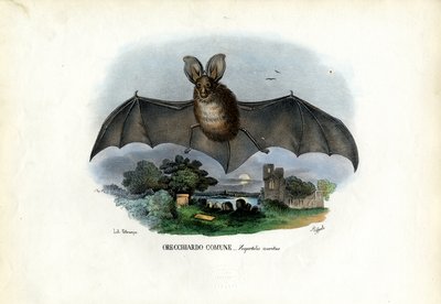 灰色长耳蝙蝠，1863-79 作者 雷蒙多·彼得罗亚