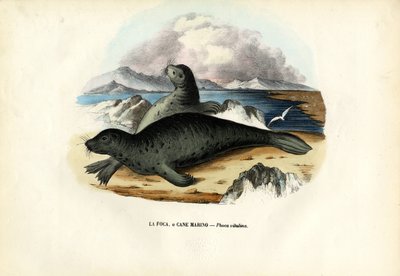 海豹，1863-79 作者 雷蒙多·彼得罗亚