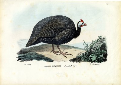 头盔Guineafowl，1863-79 作者 雷蒙多·彼得罗亚
